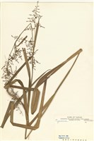 藏品(莎草科)的圖片